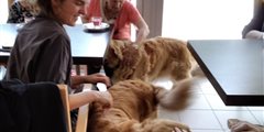 Médiation animale