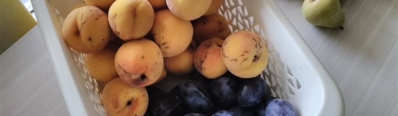 Récolte fruits du jardin