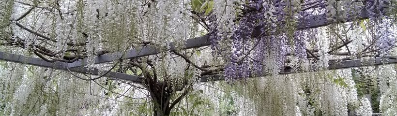 Glycine fleurie
