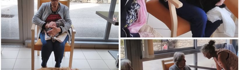 Médiation animale